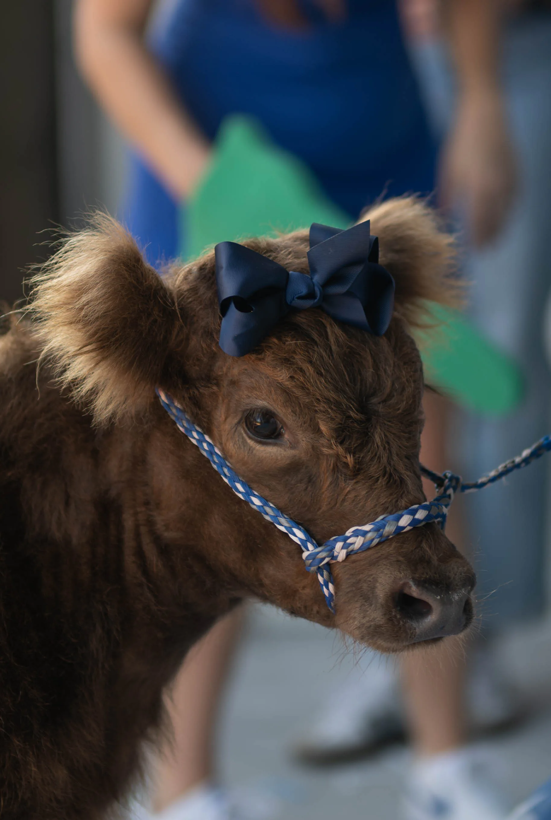 Hazel the Highland Cow